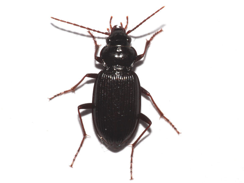 Nebria brevicollis